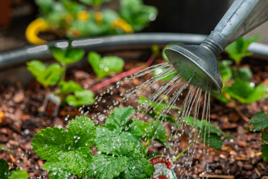 Arrosoir en train d’arroser des plants de jardin potager avec un arrosage manuel en extérieur.